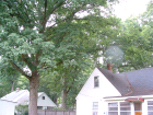 thumbs/rear_trees.png